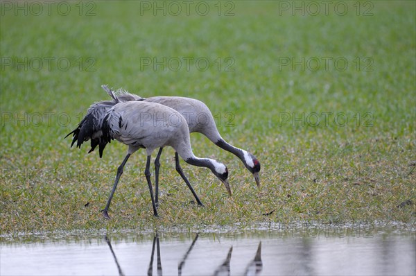 Crane
