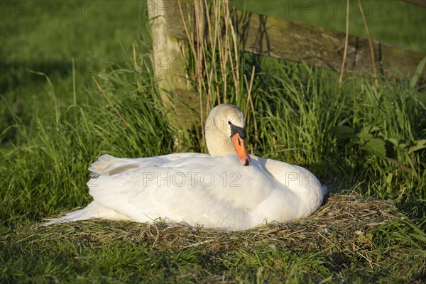 Mute swan