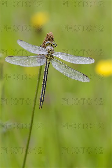 Western damselfly