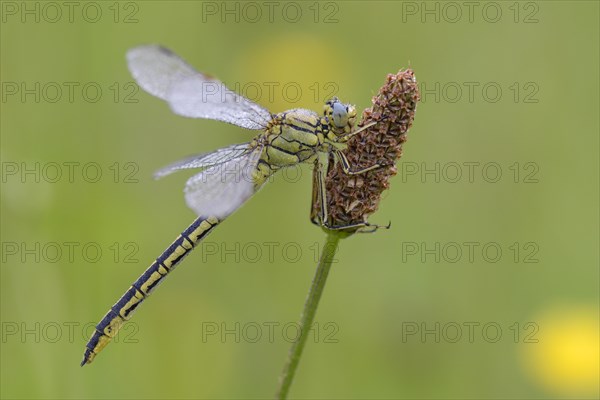 Western damselfly