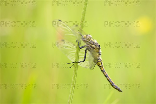 Large blue arrow