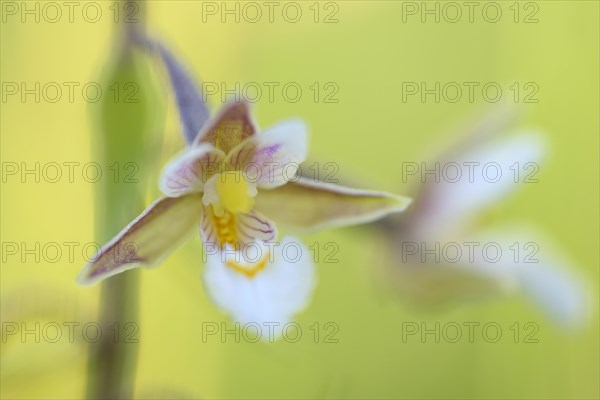 Marsh hellebore