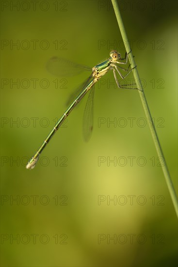 Common rush damselfly