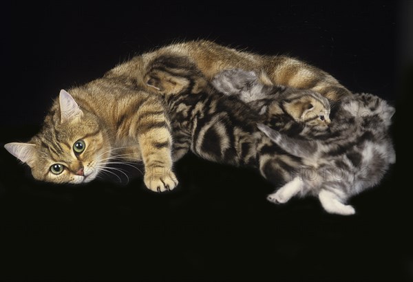 European brown tabby domestic cat