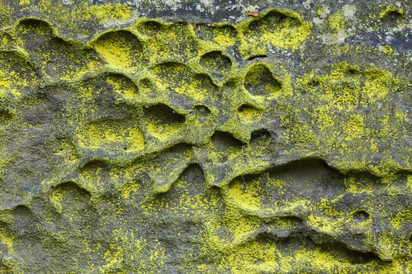 Sulphur dust lichen