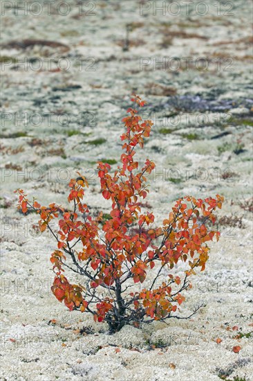 White birch