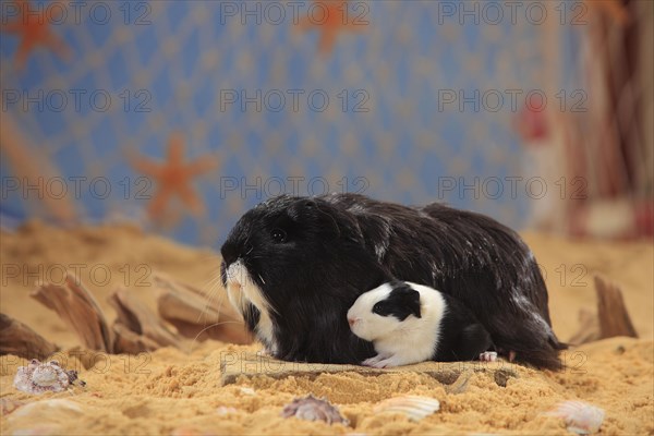 Sheltie guinea pig