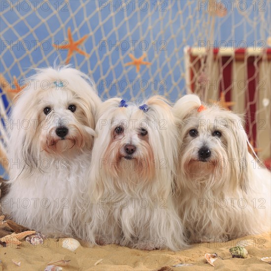 Coton de Tulear