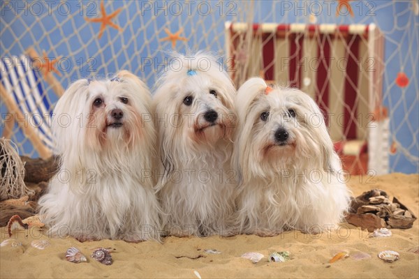 Coton de Tulear