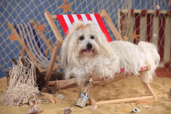 Coton de Tulear