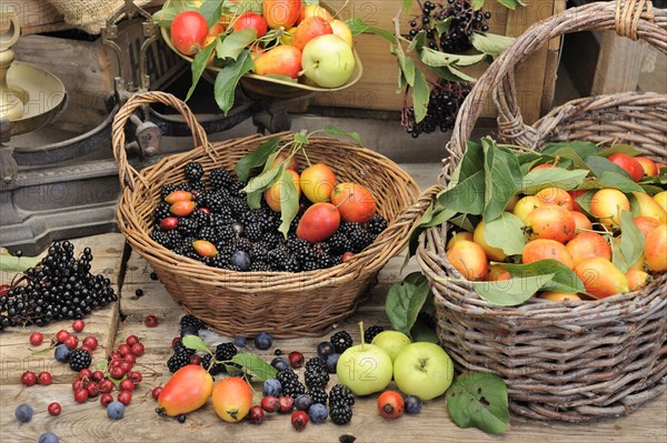 Selection of edible hedgerow fruits in baskets