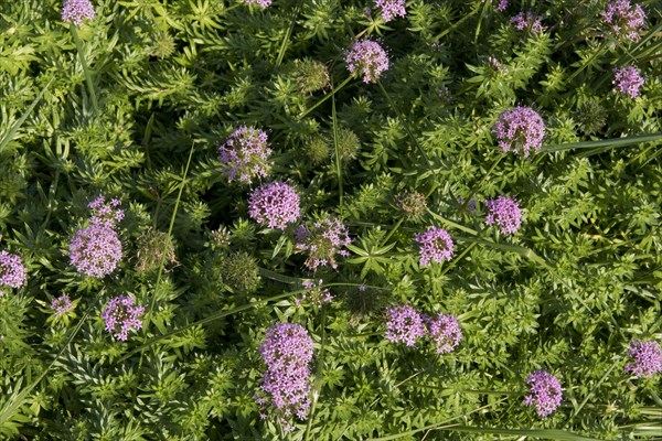 Large-styled Crosswort