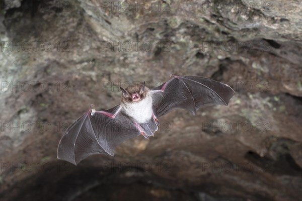 Ringed water bat