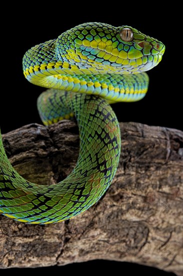 Palawan Pit Viper