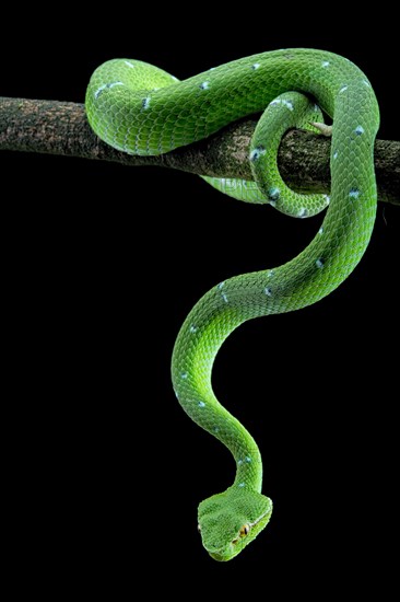 North Philippine Temple Pit Viper