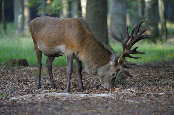 Red deer