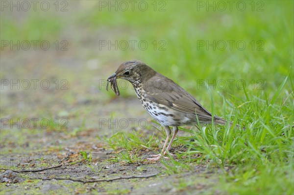 Song thrush