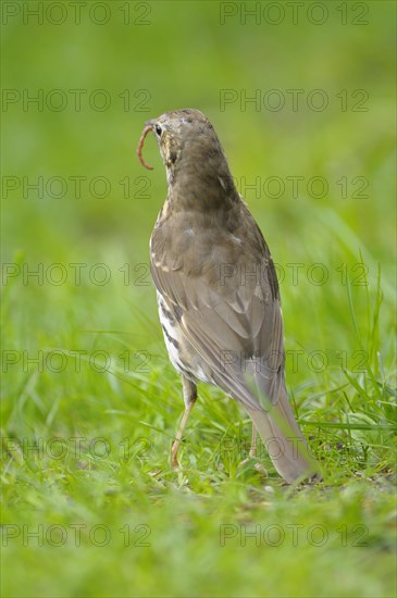 Song thrush