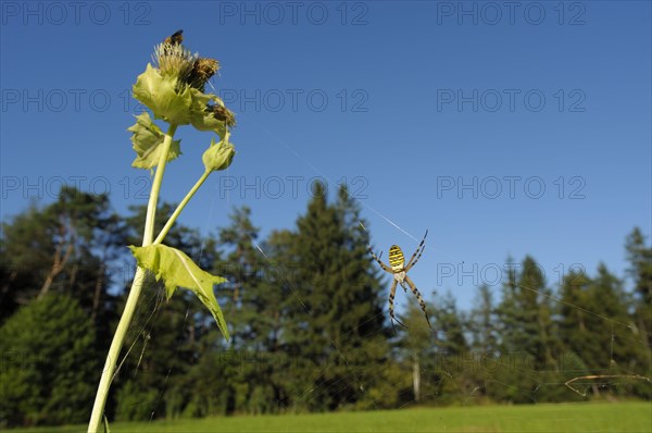 Wasp spider