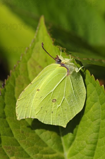 Lemon butterfly