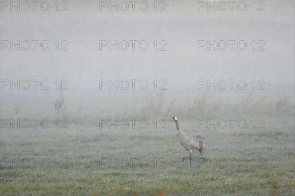 Cranes