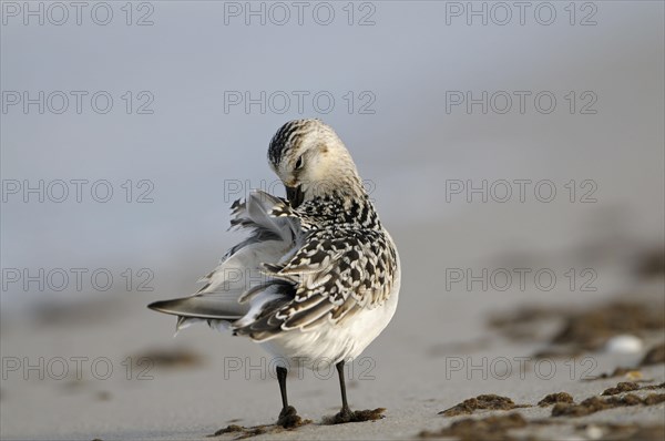 Sanderling