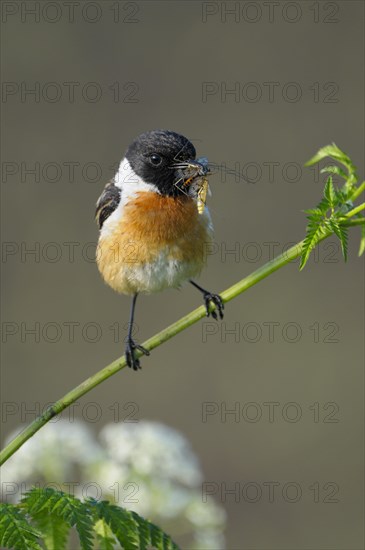 Stonechat