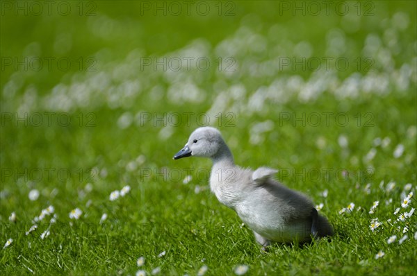 Mute swan