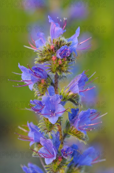 Common viper's bugloss