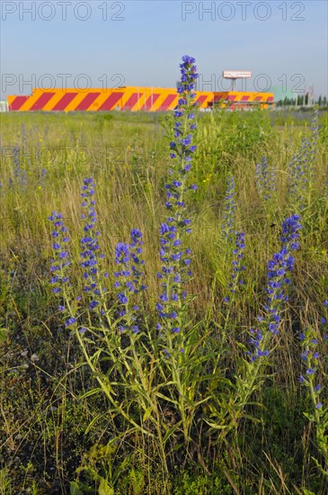 Common viper's bugloss