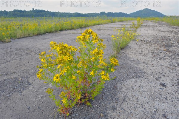 St. John's wort