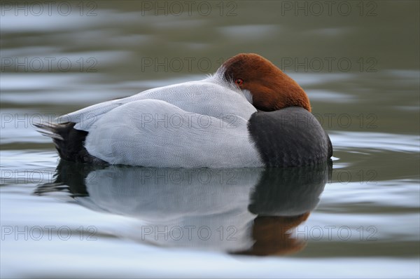 Pochard