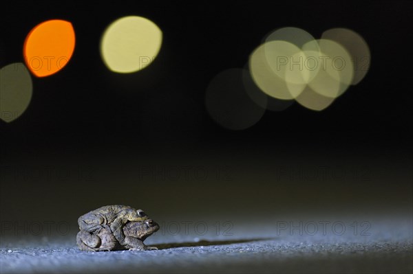 Common toad