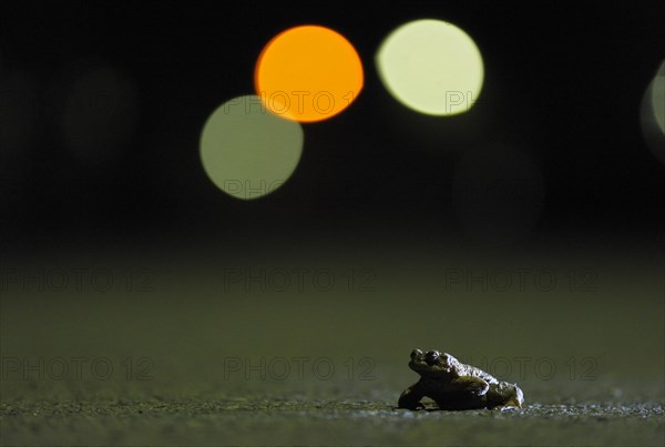 Common toad