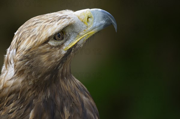 Eastern imperial eagle