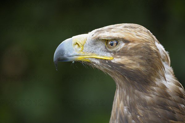 Eastern imperial eagle