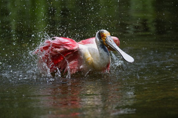 Roseate spoonbill