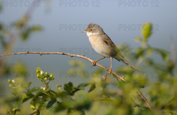 Whitethroat