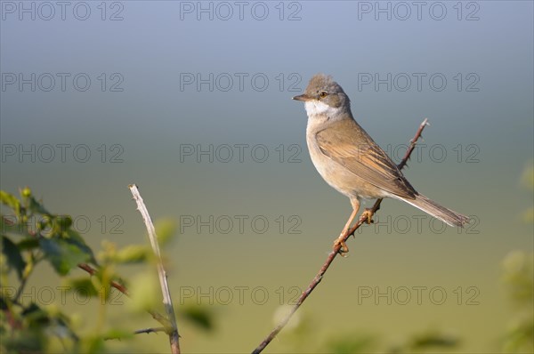 Whitethroat