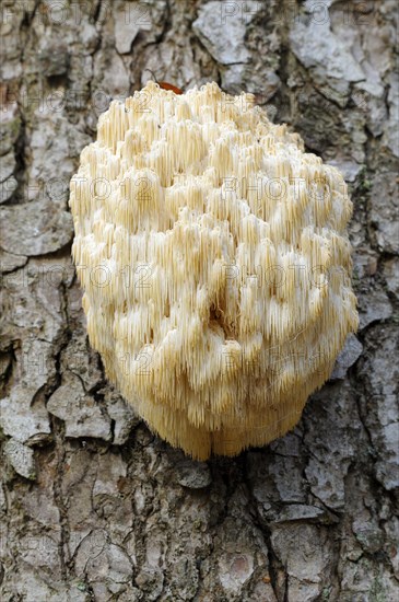 Fir spiny beard