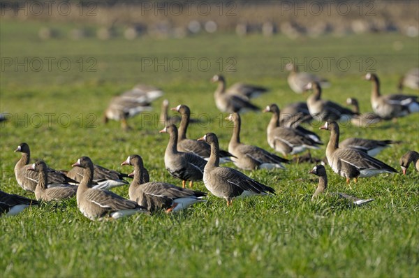 White-fronted goose