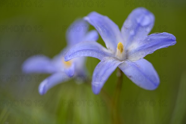 Two-leaved blue star