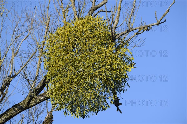 White berried mistletoe