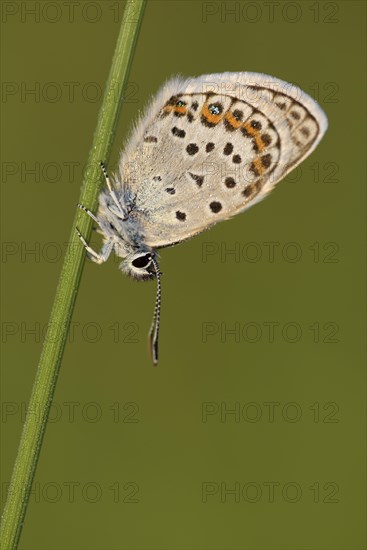 Argus blue butterfly