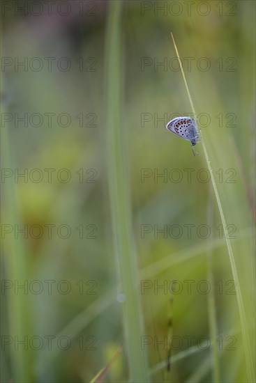 Argus blue butterfly