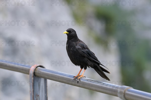 Alpine chough