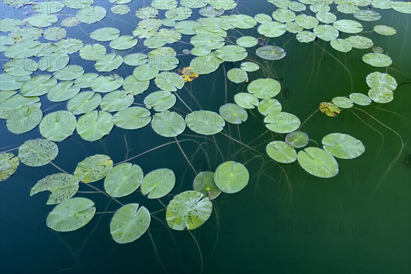 White water lily