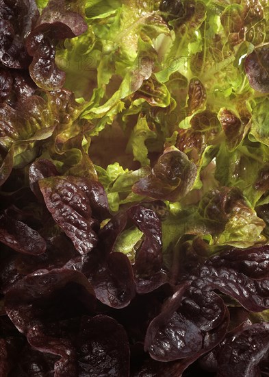 French lettuce called corne de cerf