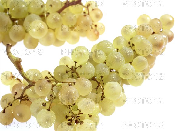 Chasselas White grape