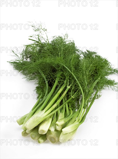 Small fennel